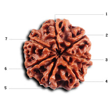 Load image into Gallery viewer, 7 Mukhi Nepalese Rudraksha - Bead No.78
