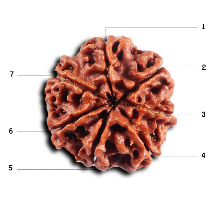 7 Mukhi Nepalese Rudraksha - Bead No.78