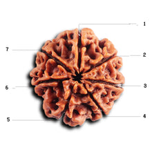 Load image into Gallery viewer, 7 Mukhi Nepalese Rudraksha - Bead No.79
