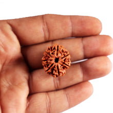 Load image into Gallery viewer, 7 Mukhi Nepalese Rudraksha - Bead No.79
