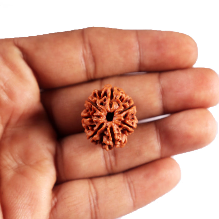 7 Mukhi Nepalese Rudraksha - Bead No.79