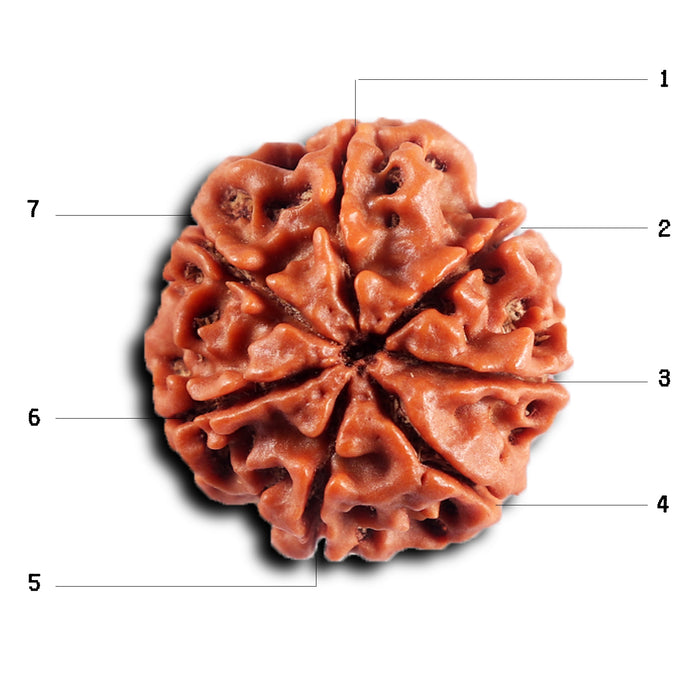 7 Mukhi Nepalese Rudraksha - Bead No 84