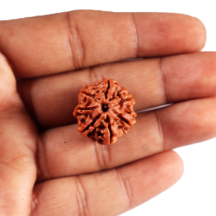 7 Mukhi Nepalese Rudraksha - Bead No 85