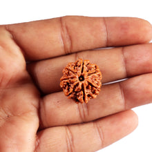 Load image into Gallery viewer, 7 Mukhi Nepalese Rudraksha - Bead No 86
