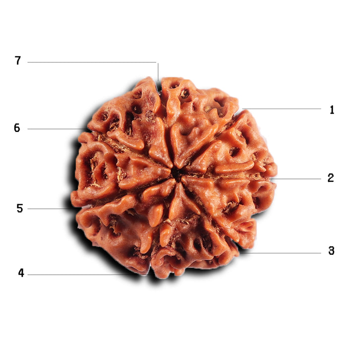 7 Mukhi Nepalese Rudraksha - Bead No 87