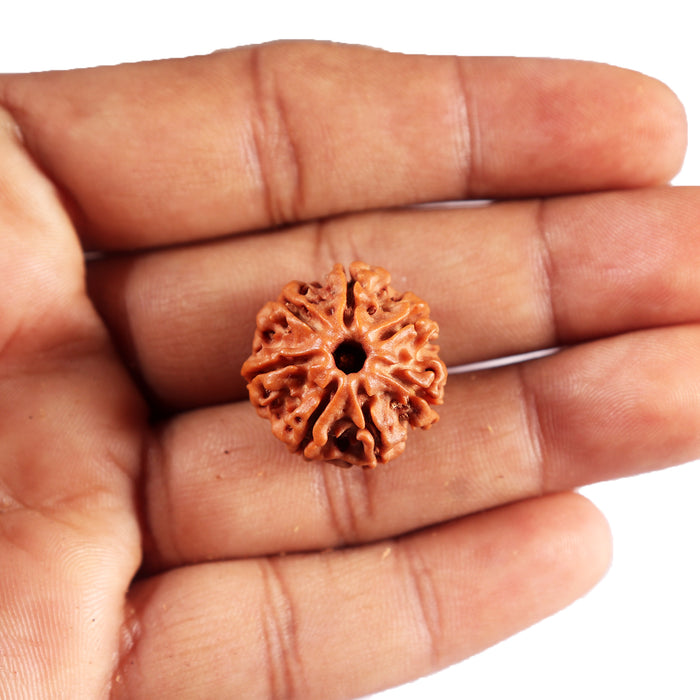 7 Mukhi Nepalese Rudraksha - Bead No 87