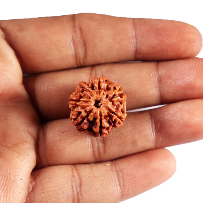 7 Mukhi Nepalese Rudraksha - Bead No 88