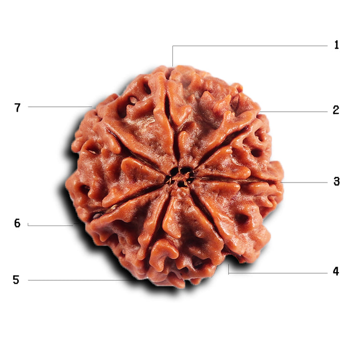 7 Mukhi Nepalese Rudraksha - Bead No 90