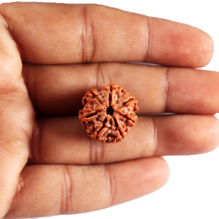 7 Mukhi Nepalese Rudraksha - Bead No 90
