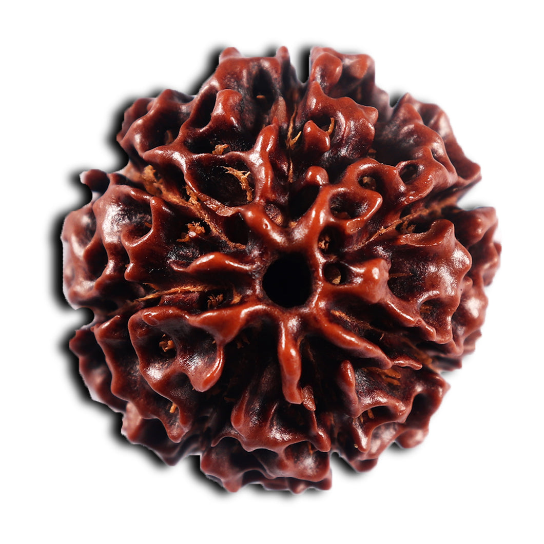 7 Mukhi Hybrid Rudraksha - Bead No.64