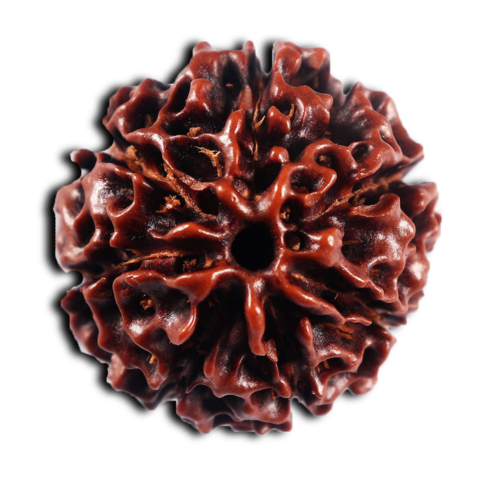 7 Mukhi Hybrid Rudraksha - Bead No.64
