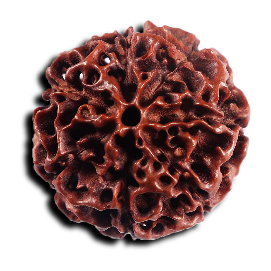 7 Mukhi Hybrid Rudraksha - Bead No.66