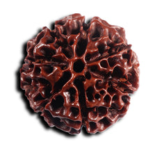 Load image into Gallery viewer, 6 Mukhi Hybrid Rudraksha - Bead No. 68

