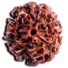 Load image into Gallery viewer, 7 Mukhi Hybrid Rudraksha - Bead No.69
