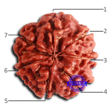 Load image into Gallery viewer, 7 Mukhi Nepalese Rudraksha - Bead No 627
