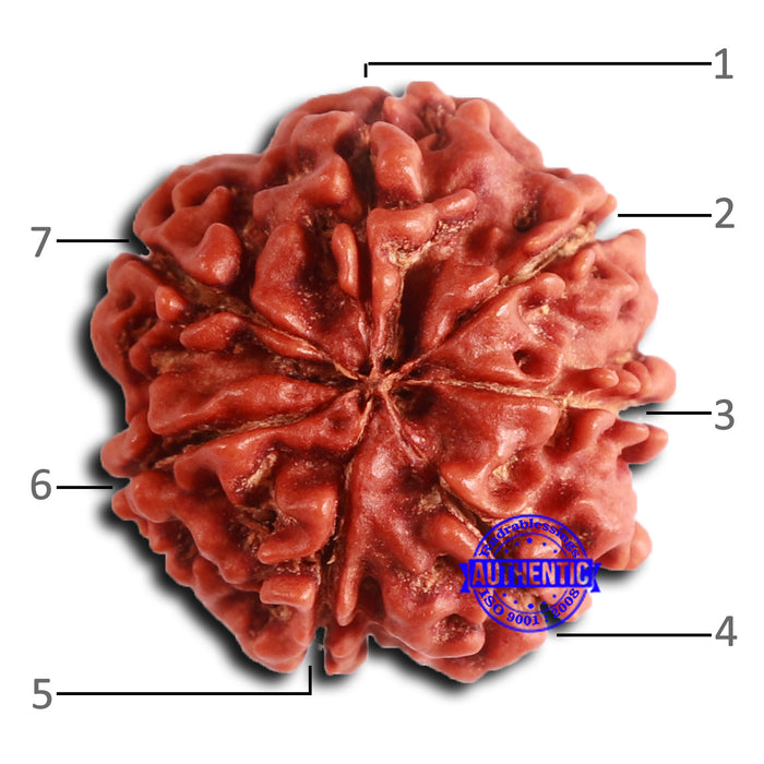 7 Mukhi Nepalese Rudraksha - Bead No 627
