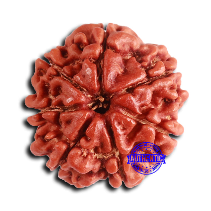 7 Mukhi Nepalese Rudraksha - Bead No 627