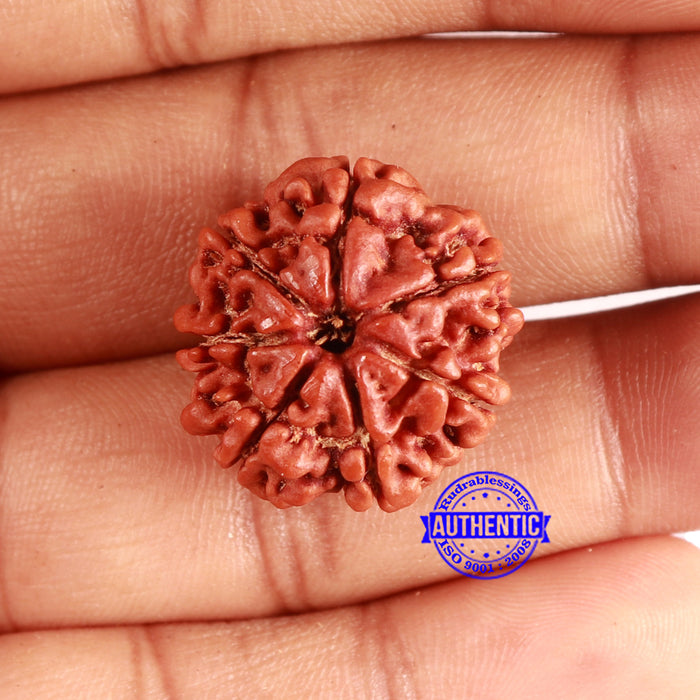 7 Mukhi Nepalese Rudraksha - Bead No 627