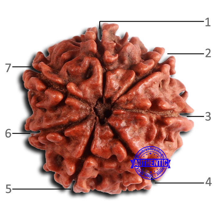 7 Mukhi Nepalese Rudraksha - Bead No 628