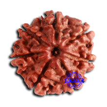Load image into Gallery viewer, 7 Mukhi Nepalese Rudraksha - Bead No 628
