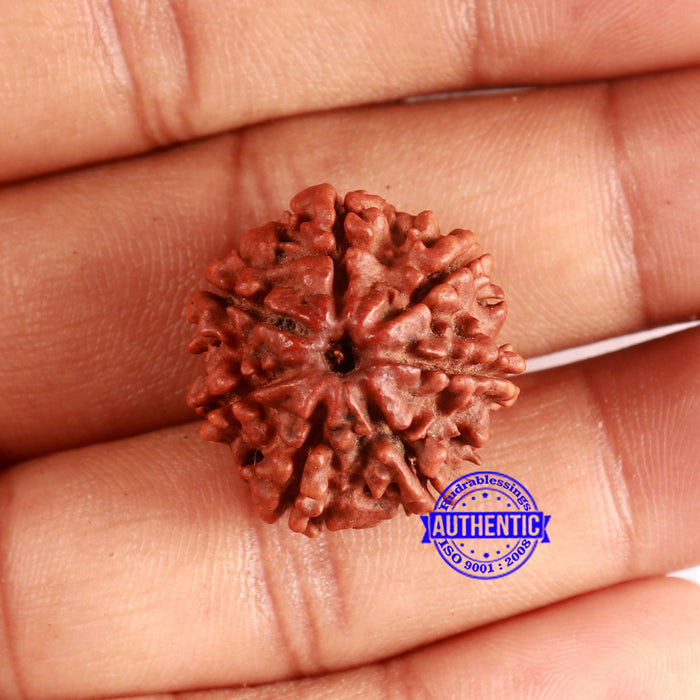 7 Mukhi Nepalese Rudraksha - Bead No 628