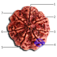 Load image into Gallery viewer, 7 Mukhi Nepalese Rudraksha - Bead No 629
