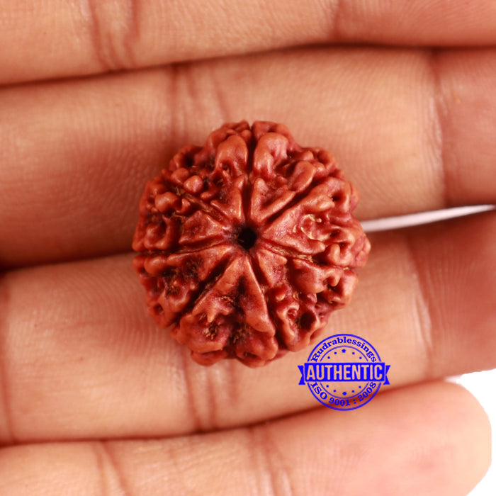 7 Mukhi Nepalese Rudraksha - Bead No 629