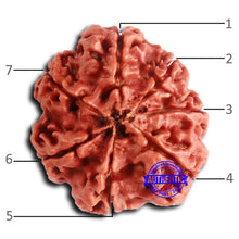 Load image into Gallery viewer, 7 Mukhi Nepalese Rudraksha - Bead No 630
