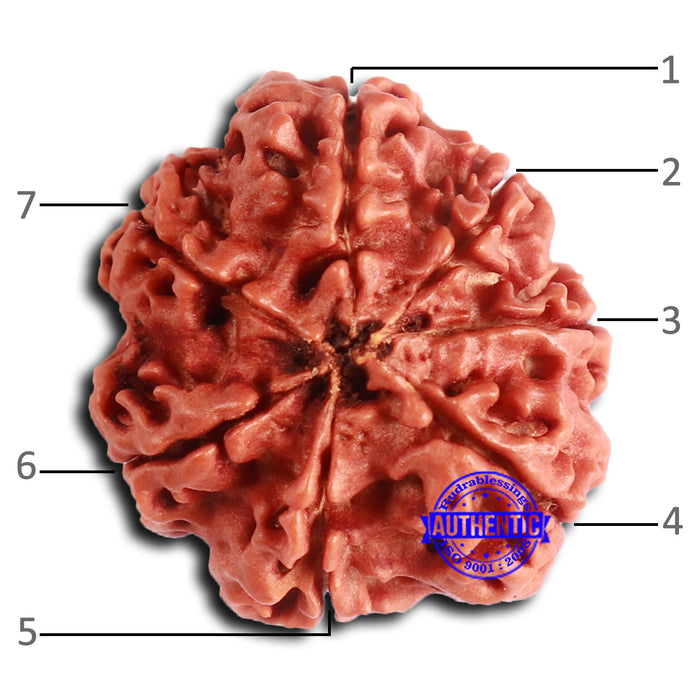 7 Mukhi Nepalese Rudraksha - Bead No 630