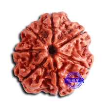 Load image into Gallery viewer, 7 Mukhi Nepalese Rudraksha - Bead No 630
