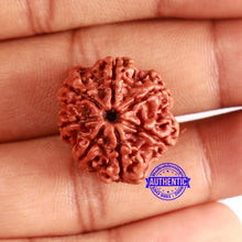 Load image into Gallery viewer, 7 Mukhi Nepalese Rudraksha - Bead No 630
