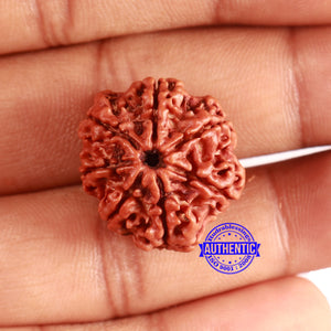 7 Mukhi Nepalese Rudraksha - Bead No 630