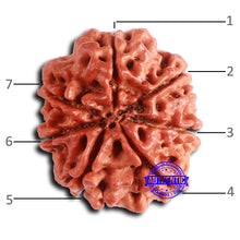 Load image into Gallery viewer, 7 Mukhi Nepalese Rudraksha - Bead No 631
