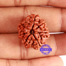 Load image into Gallery viewer, 7 Mukhi Nepalese Rudraksha - Bead No 631
