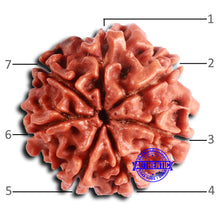 Load image into Gallery viewer, 7 Mukhi Nepalese Rudraksha - Bead No 632
