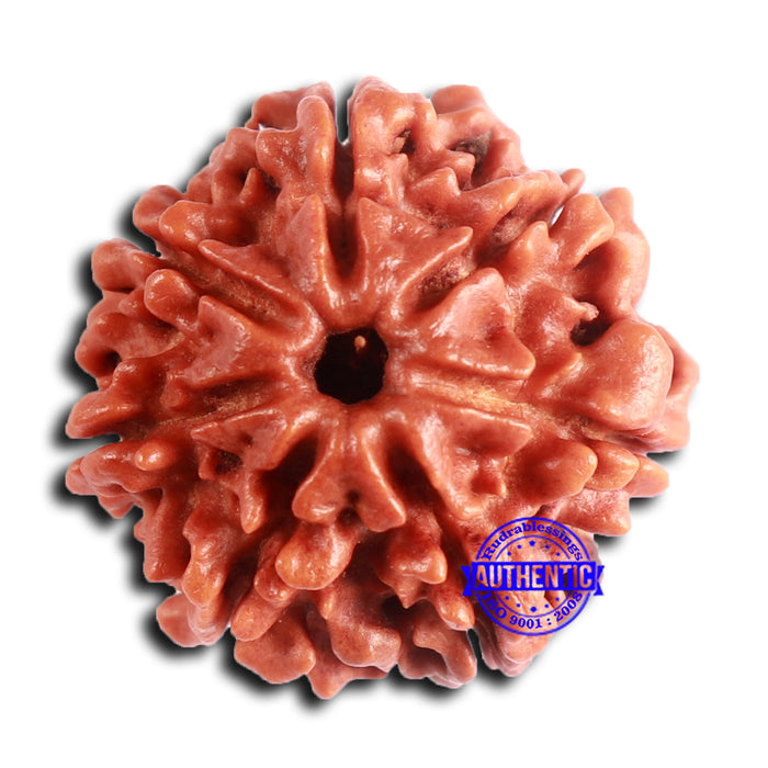 7 Mukhi Nepalese Rudraksha - Bead No 632