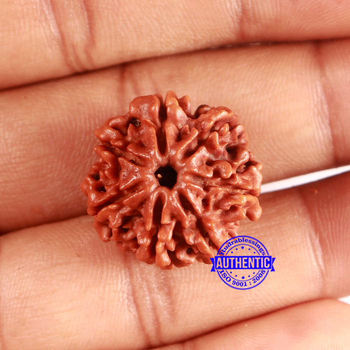 7 Mukhi Nepalese Rudraksha - Bead No 632