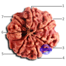 Load image into Gallery viewer, 7 Mukhi Nepalese Rudraksha - Bead No 633
