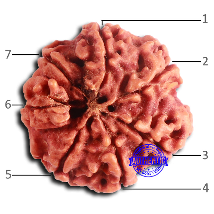 7 Mukhi Nepalese Rudraksha - Bead No 633