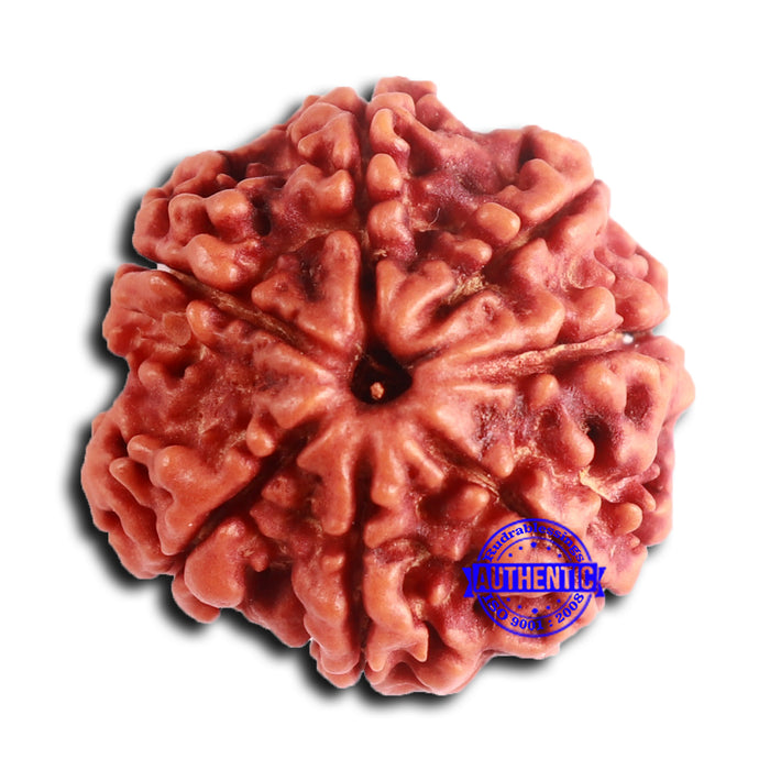 7 Mukhi Nepalese Rudraksha - Bead No 633
