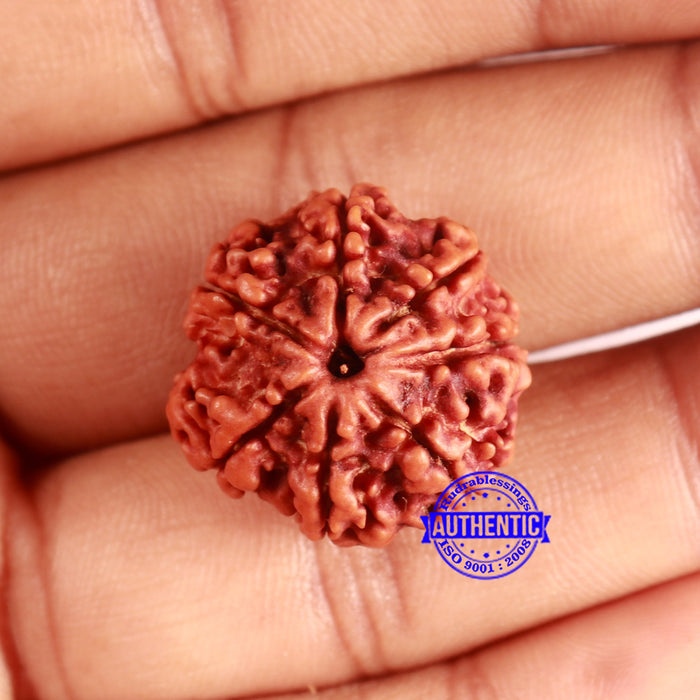 7 Mukhi Nepalese Rudraksha - Bead No 633