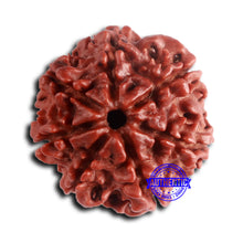 Load image into Gallery viewer, 7 Mukhi Nepalese Rudraksha - Bead No 634
