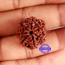 Load image into Gallery viewer, 7 Mukhi Nepalese Rudraksha - Bead No 634
