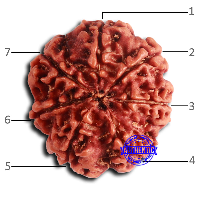7 Mukhi Nepalese Rudraksha - Bead No 635