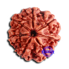 Load image into Gallery viewer, 7 Mukhi Nepalese Rudraksha - Bead No 635
