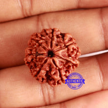 Load image into Gallery viewer, 7 Mukhi Nepalese Rudraksha - Bead No 635
