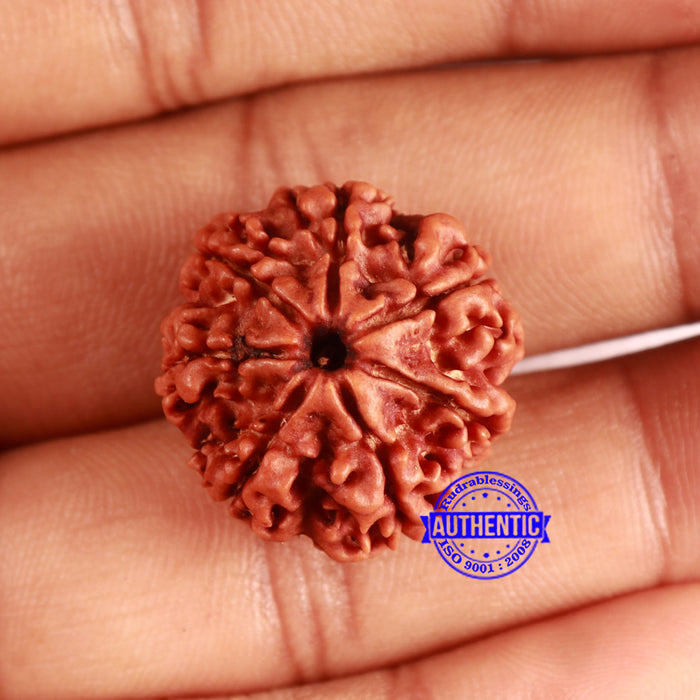 7 Mukhi Nepalese Rudraksha - Bead No 635