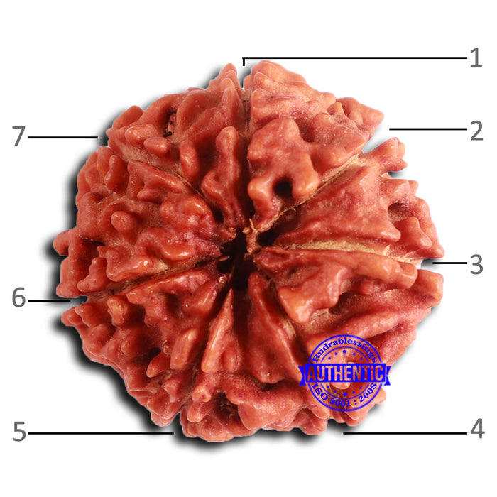7 Mukhi Nepalese Rudraksha - Bead No 636