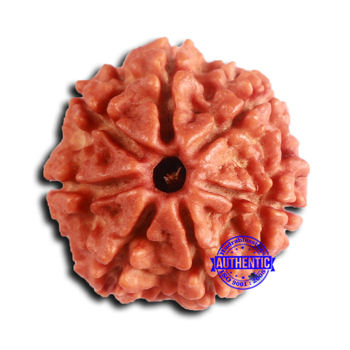 7 Mukhi Nepalese Rudraksha - Bead No 636