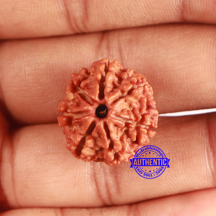 7 Mukhi Nepalese Rudraksha - Bead No 636
